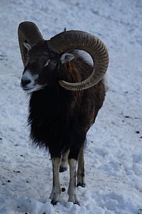 羊, mouflon, 冬, 雪, 冬の毛皮, 冬, 冷