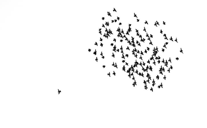 birds, swarm, flock of birds, sky, alone, alone among many, maverick