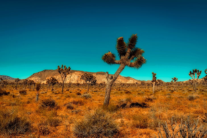 Kalifornija, planine, pustinja, stabla, pust, vruće, suha
