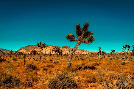 california, mountains, desert, trees, barren, hot, dry