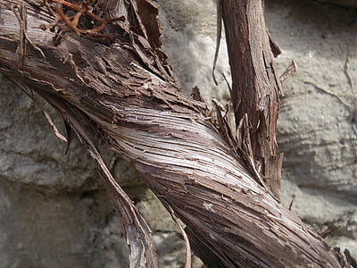 grapevine, rotated, dry, arid, dehydrated, wound