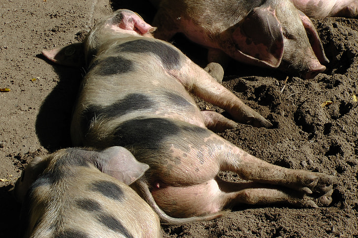 Bunte Bentheimer Schweine, Leistungsbeschreibung, Schweine, Schlaf, entspannt, Bentheimer Land Schwein