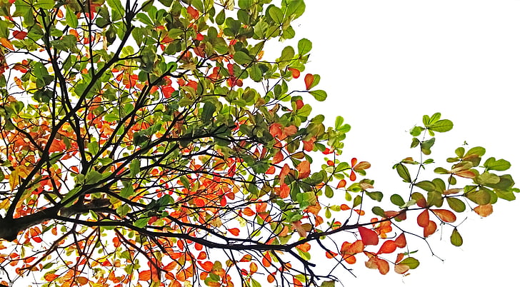 terminalia catappa, tree, branch, tropical, almond, color, nature