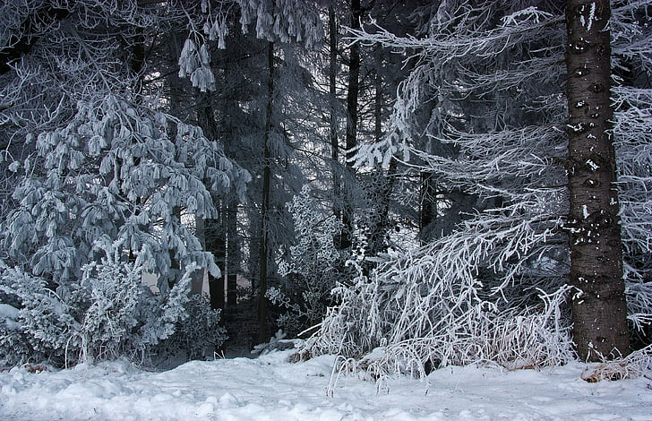foresta, inverno, neve, ghiaccio, hoarfrost, gelo, invernale