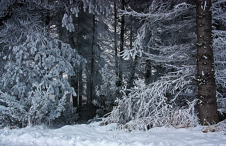 skogen, vinter, snö, Ice, rimfrosten, Frost, vintrig