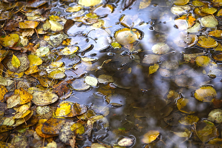 puddle, mirroring, leaves, autumn, raining, away, lighting