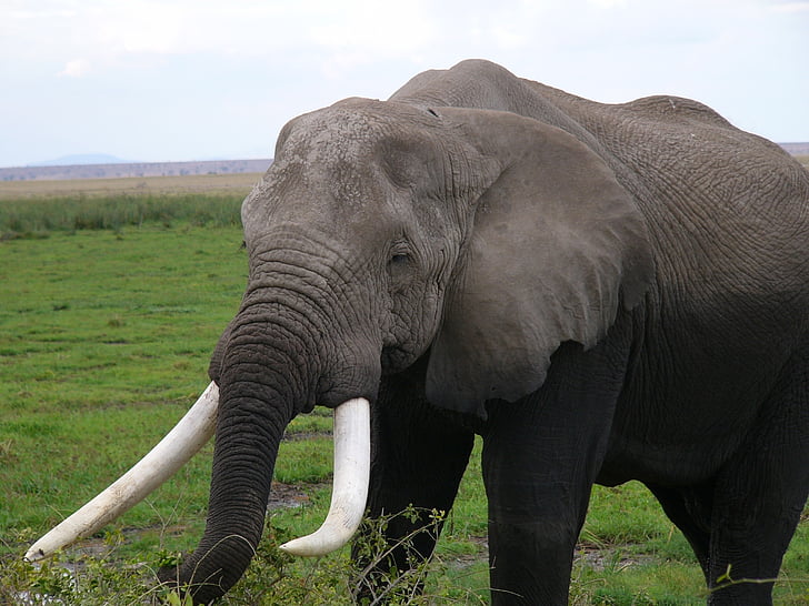 Amboseli nacionalinis parkas, Kenija, dramblys, gyvūnų, gyvūnai, Gamta, Afrikos dramblys