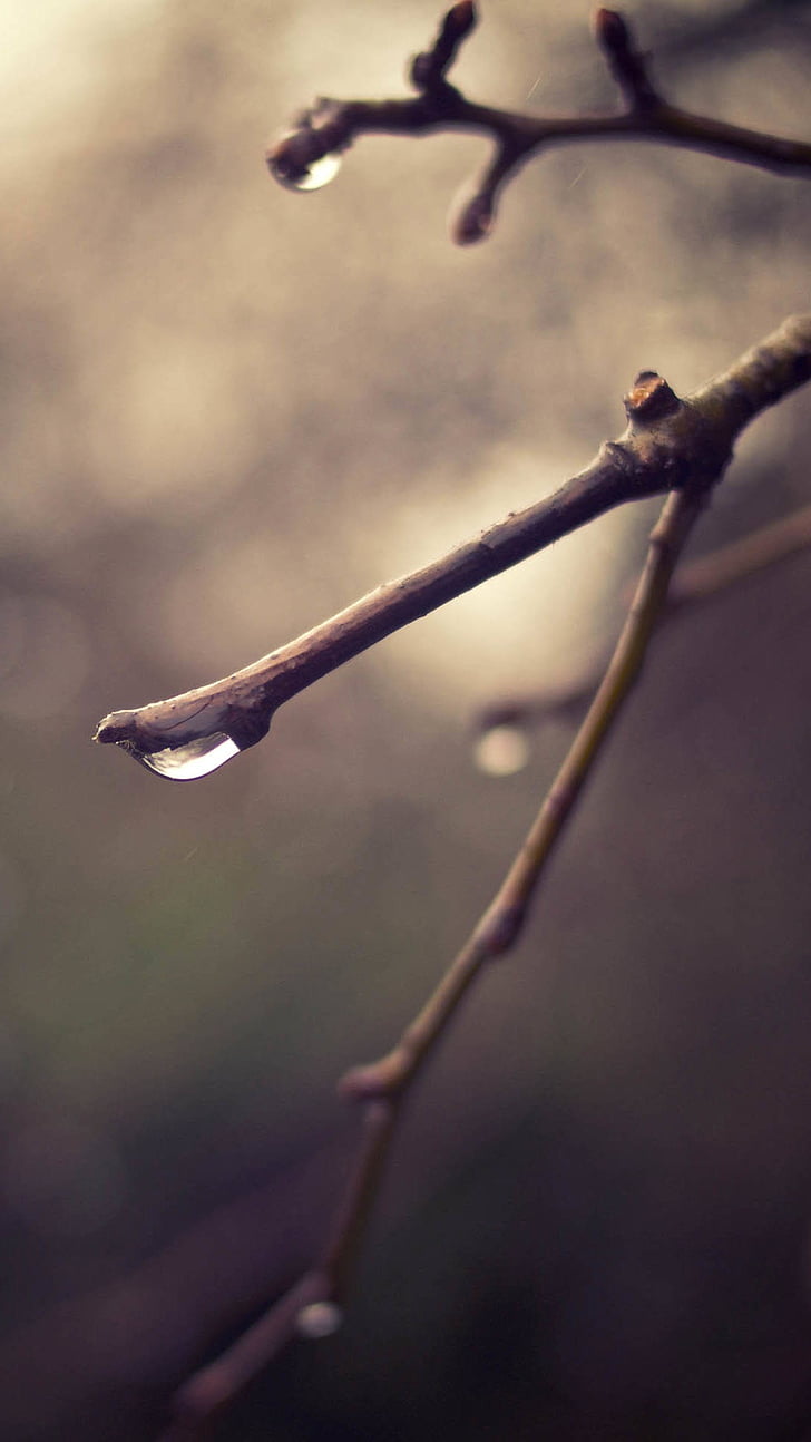 serenity, quiet, simple and elegant, close-up, branch, twig, outdoors