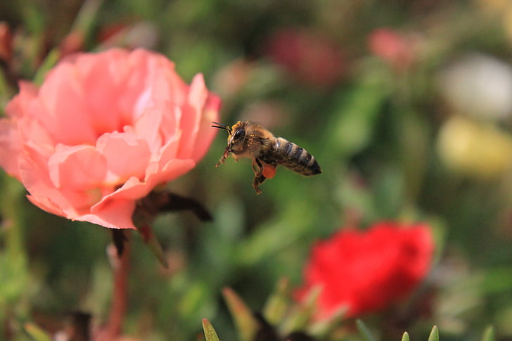 пчела, полет, цветя, мед, насекоми, лято
