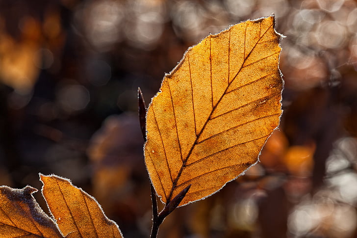 leaves, leaf, fall foliage, autumn, autumn light, back light, ice