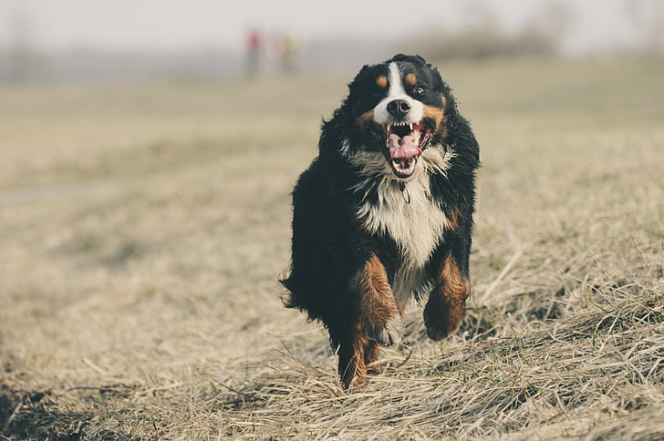 Berneński pies pasterski, Berner sennen, Szwajcaria, Schweizer sennenhund, Uruchom, szybki, wyścig