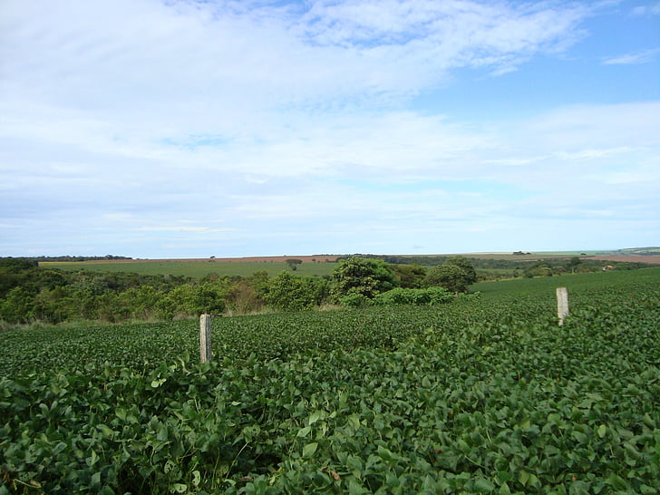plantation, fèves de soya, culture, grains de, Cerrado, Brésil, Goiás