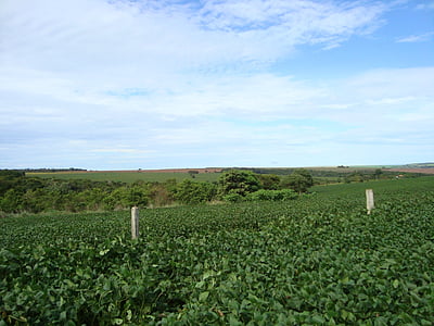 plantation, soybeans, crop, grains, cerrado, brazil, goiás