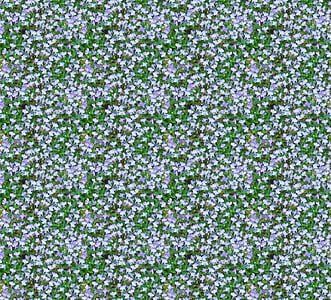 Lobelia, λουλούδια, ανοιχτό μπλε, αμέτρητες, άνευ ραφής, μοτίβο, κολάζ