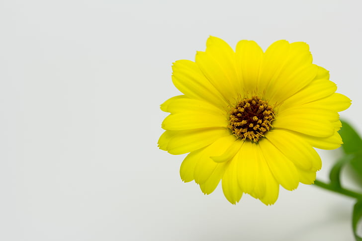 Ringelblume, Blume, gelb, Farben, Natur, Frühling, Anlage