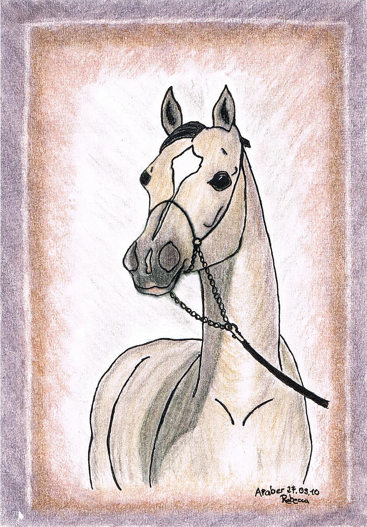 risanje, slikarstvo, konj, Arabci, ponija, kri, živali