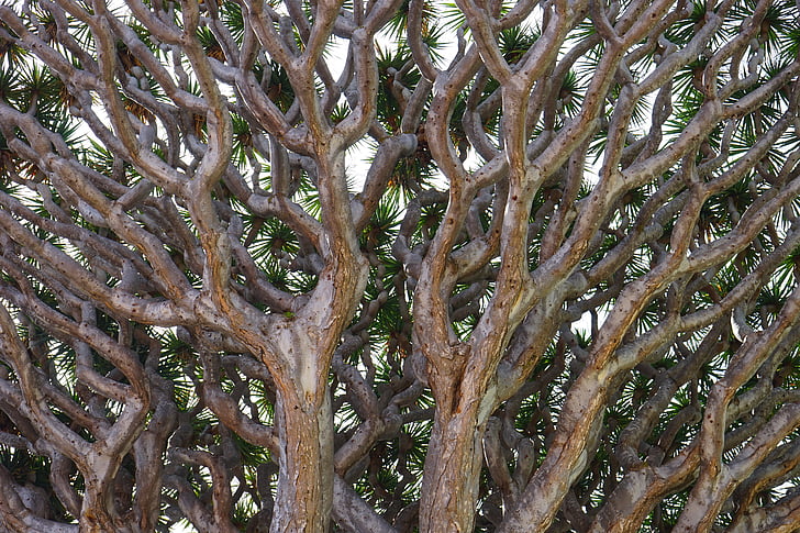 Drachenbaum, Filialen, Kanarische Insel Drachenbaum, Dracaena Draco, ästhetische, Krone, Baum