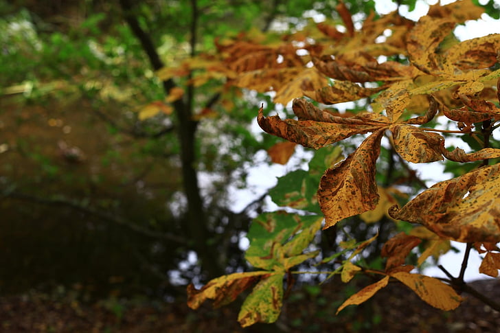 pozostawia, Październik, żółty, liści, drzewo, Natura