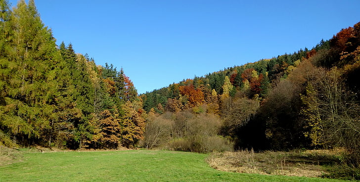 očetovstvo national park, krajine, Poljska, narave, jeseni, drevo