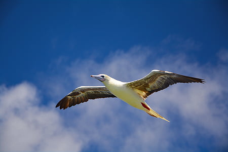 seagull, sky, wings, flight, bird, flying, nature