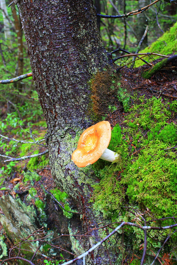 jamur, alam, hutan jamur, musim gugur, hutan, jamur