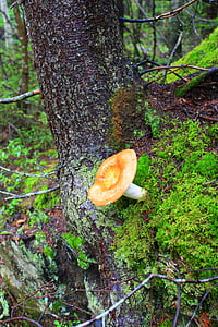 gljiva, priroda, šumskim gljivama, jesen, šuma, gljive