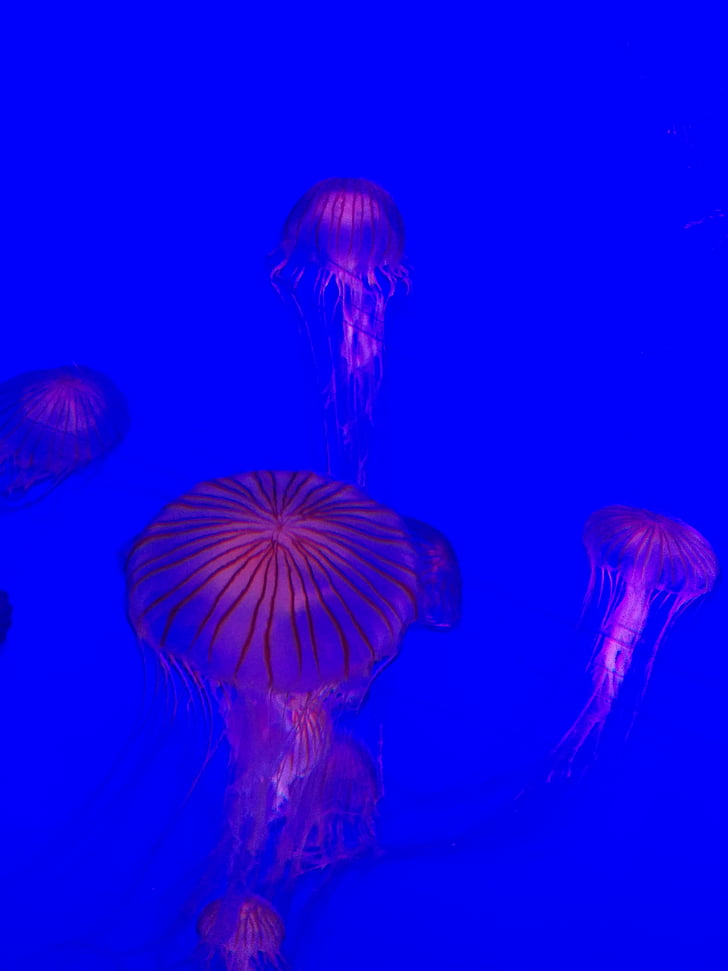 aquarium, jellyfish, water, underwater, sea, animal, nature