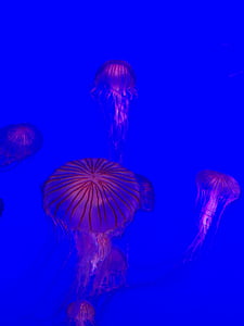 аквариум, медузи, вода, подводни, море, животните, природата