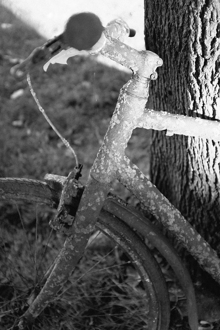 grayscale, photograph, bike, near, tree, man, vintage