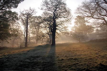 mglisty, rano, Wschód słońca, drzewa, spokojny, spokojnej, mgła