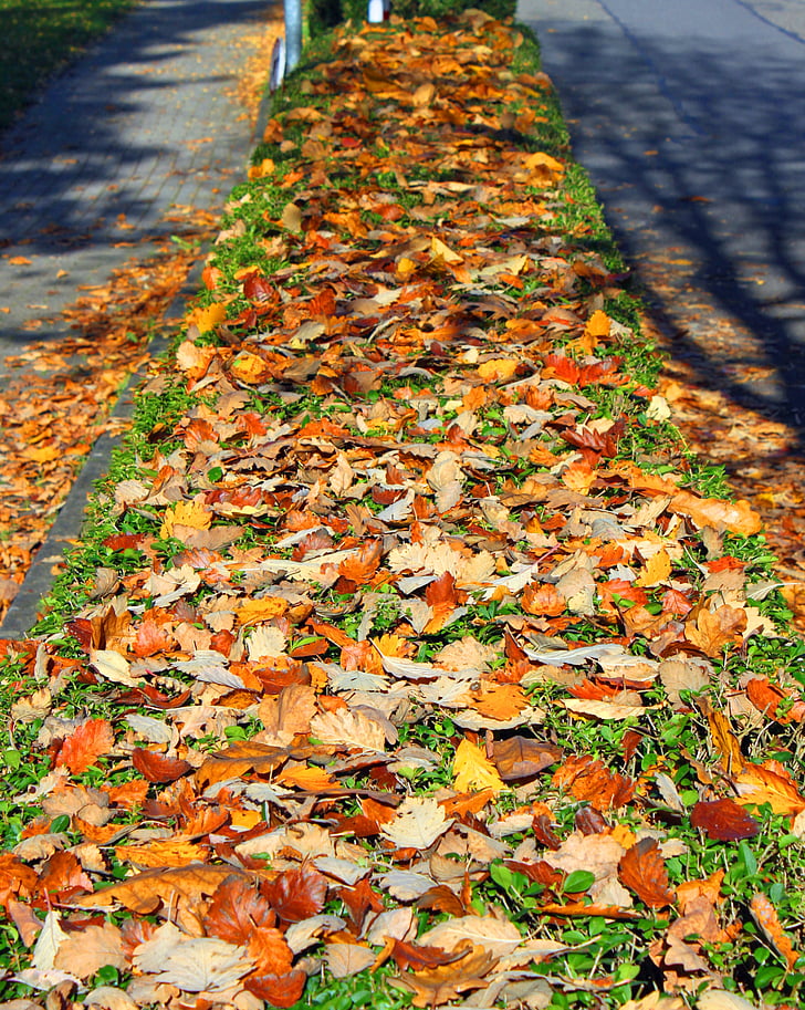 Есен, листа, гора, природата, Есенна гора, кестенови листа, златна есен