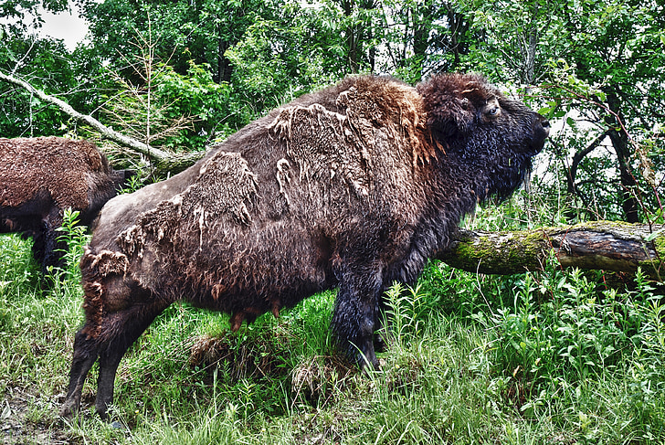bison, buffalo, female, huge, animal, wild, mammal