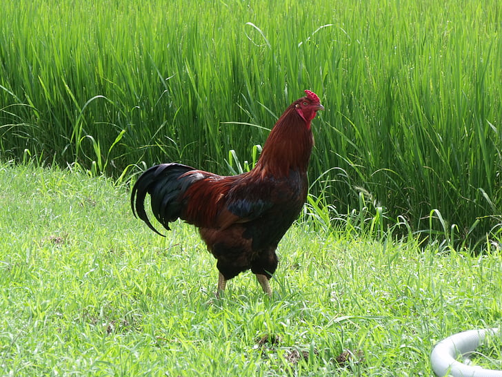 pollo, uccello, azienda agricola, natura, Chicken - uccelli, agricoltura, Gallo