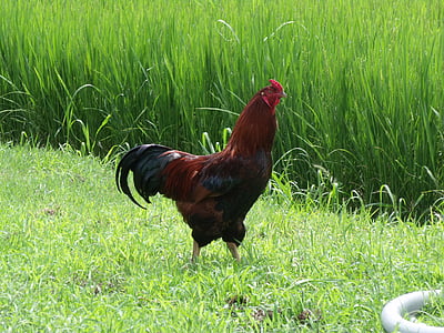 poulet, oiseau, ferme, nature, poulet - oiseaux, Agriculture, coq