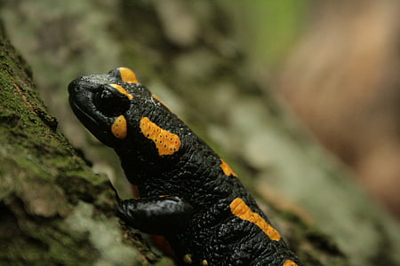 Salamander, tulekahju salamander, lehed, selgitati välja, kahepaiksed, loodus