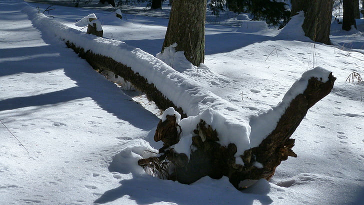 Zmarłe drzewo, pnia drzewa, Natura, zimowe, śnieg, światło i cień, kontrast