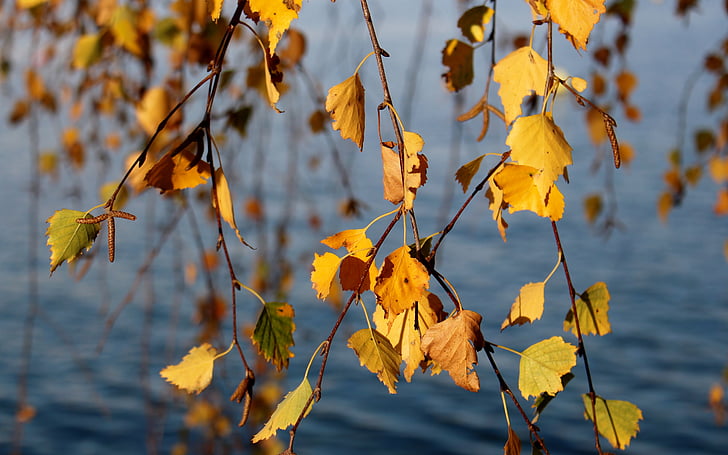 бреза, Есен, есенните цветове, листа, жълто