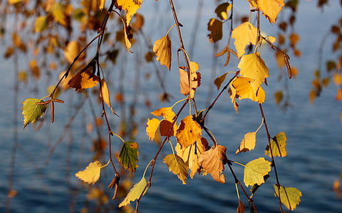 birch, autumn, autumn colours, leaves, yellow