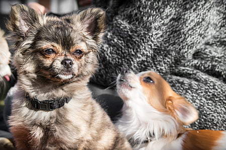 Chihuahua, cão, Isidro costa, modo de exibição, olho, Olha, relógio