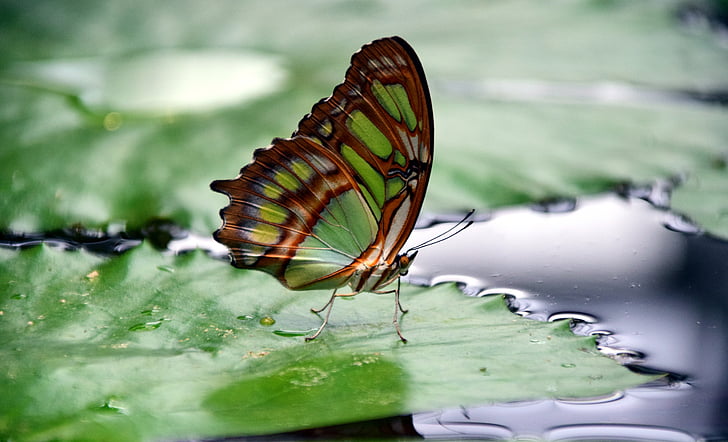 Malachit, Spirotea Stelen, Schmetterlingsflügel, in der Nähe, Farbe, filigrane, fliegen