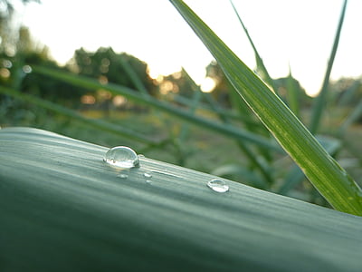 droplet, dew, macro, leaf, nature, green, plant