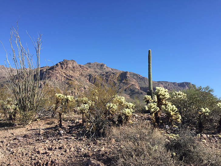 Pustynia, Kaktus, Arizona, Natura, krajobraz, karnegia olbrzymia, Pustynny krajobraz