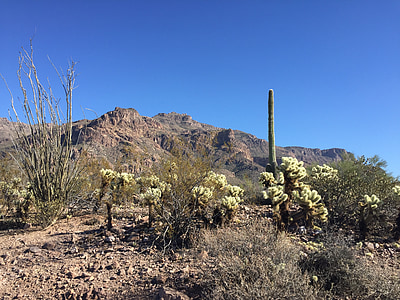 poušť, kaktus, Arizona, Příroda, krajina, Saguaro, pouštní krajina
