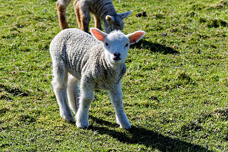 lamb, sheep, grass, farm, nature, green, field
