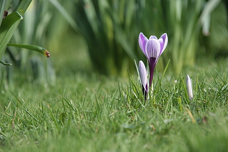 spring, nature, macro, crocus, purple, plant, flower