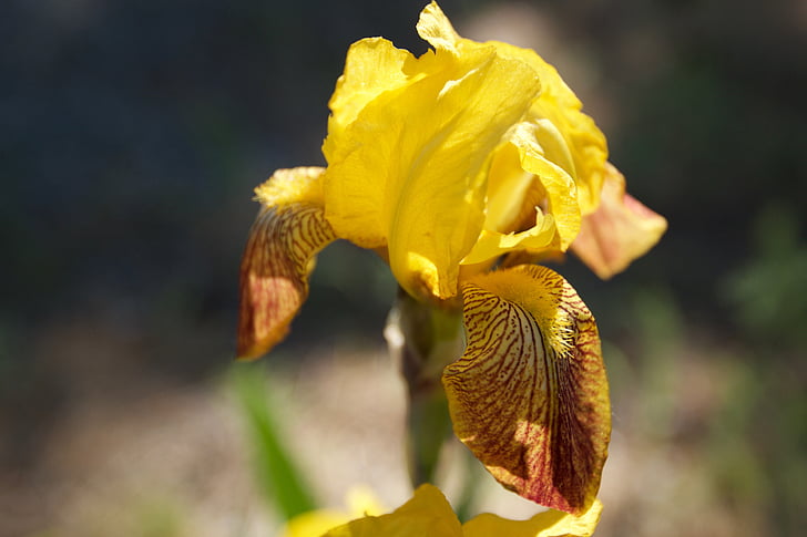 Iris, żółty, kwiat, Natura, wiosna, kwiaty