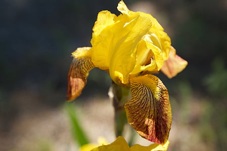 Iris, groc, flor, natura, primavera, flors