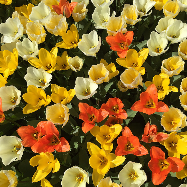 tulips, flowers, orange, yellow, plant, blossom, bloom
