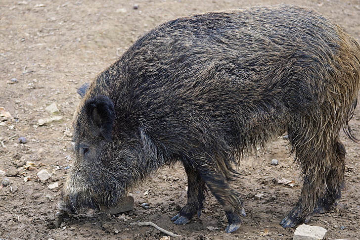 boar, pig, sow, nature, animal, park, zoo