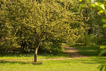Сад, дерево, Пешие прогулки, Природа, романтический, Весна